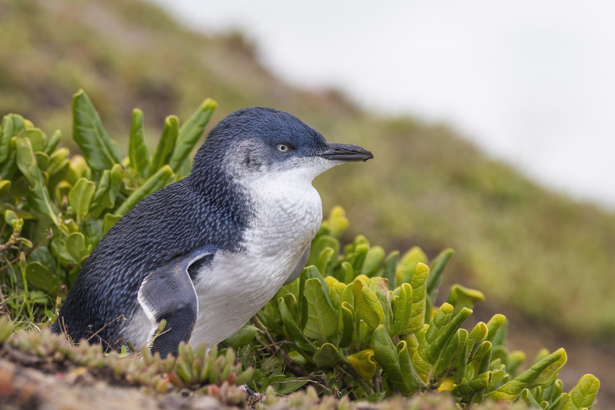 Little Penguin - ML659350148