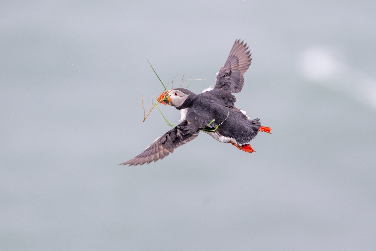 Atlantic Puffin - ML659350177