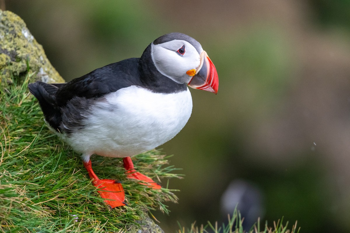 Atlantic Puffin - ML659350179