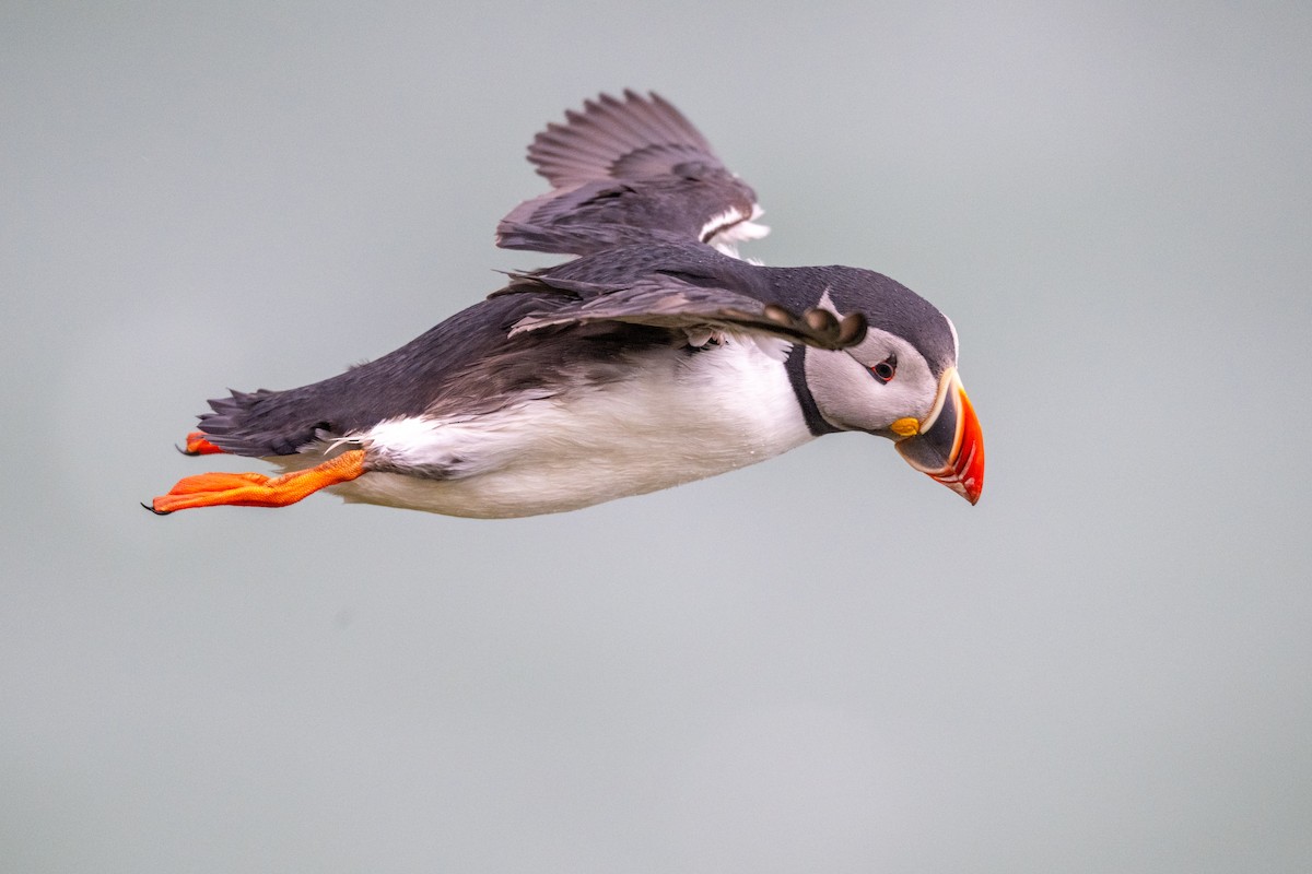 Atlantic Puffin - ML659350180