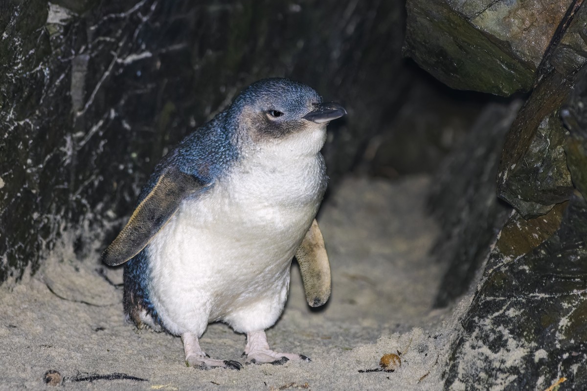 Little Penguin - ML659350350