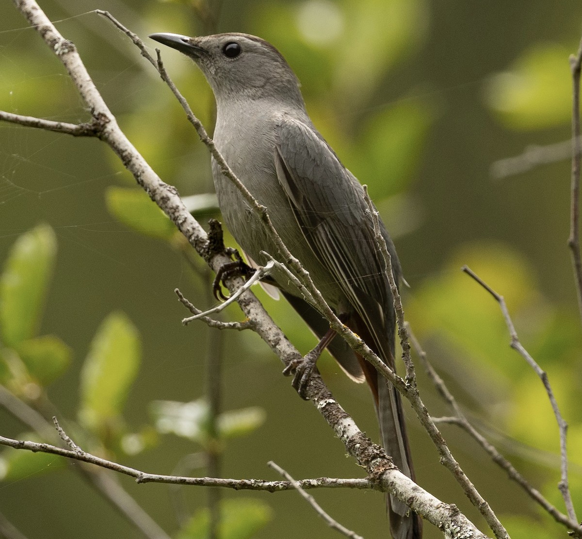 Katzenspottdrossel - ML659351058