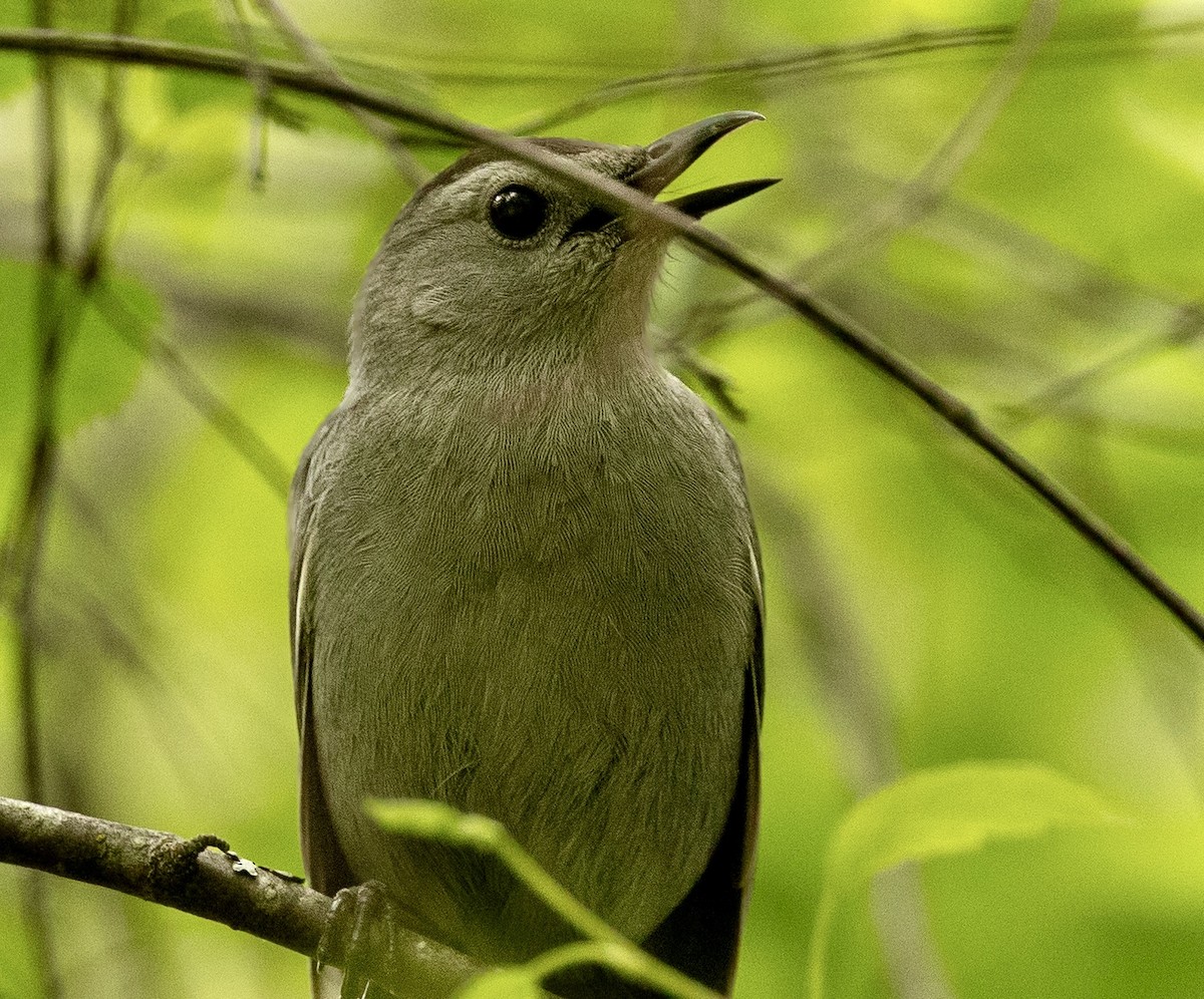 Katzenspottdrossel - ML659351059
