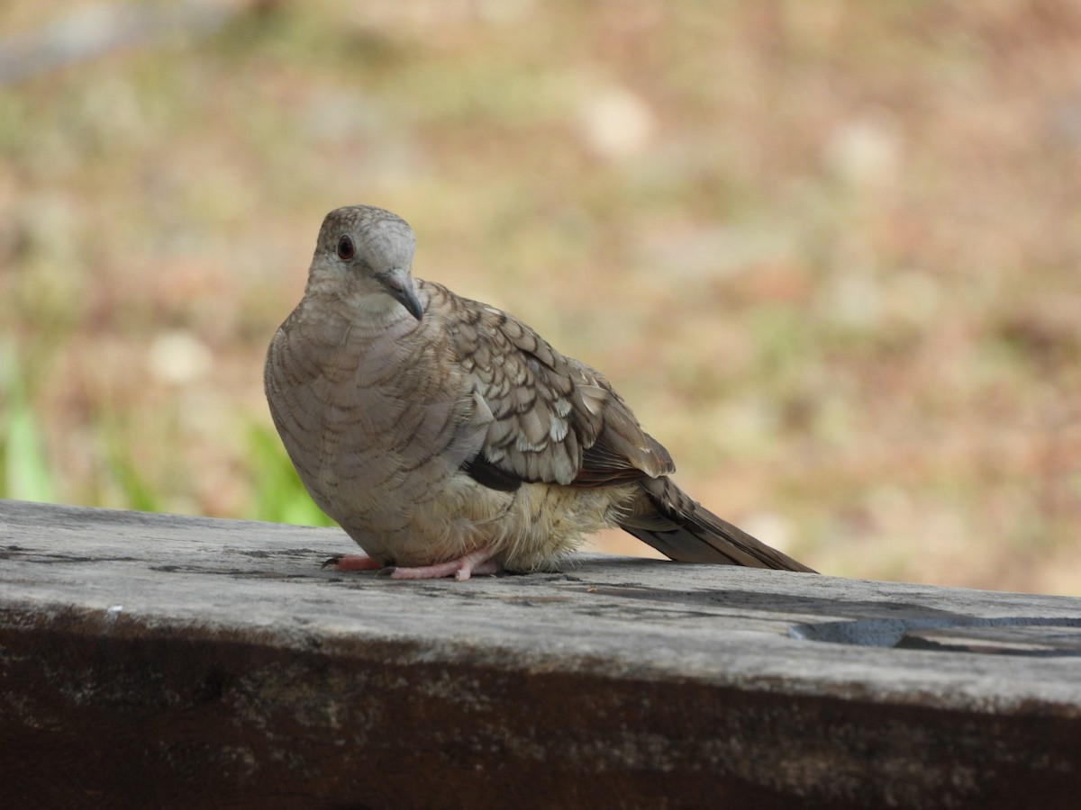 Inkatäubchen - ML659351071