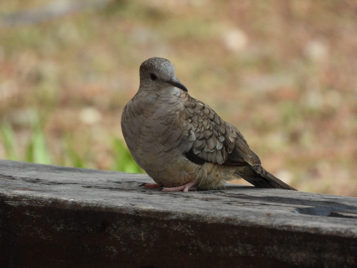 Inkatäubchen - ML659351072