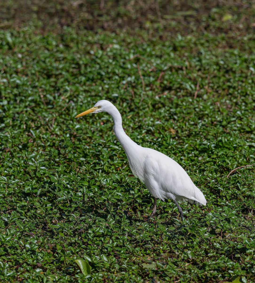 Great Egret - ML659351221