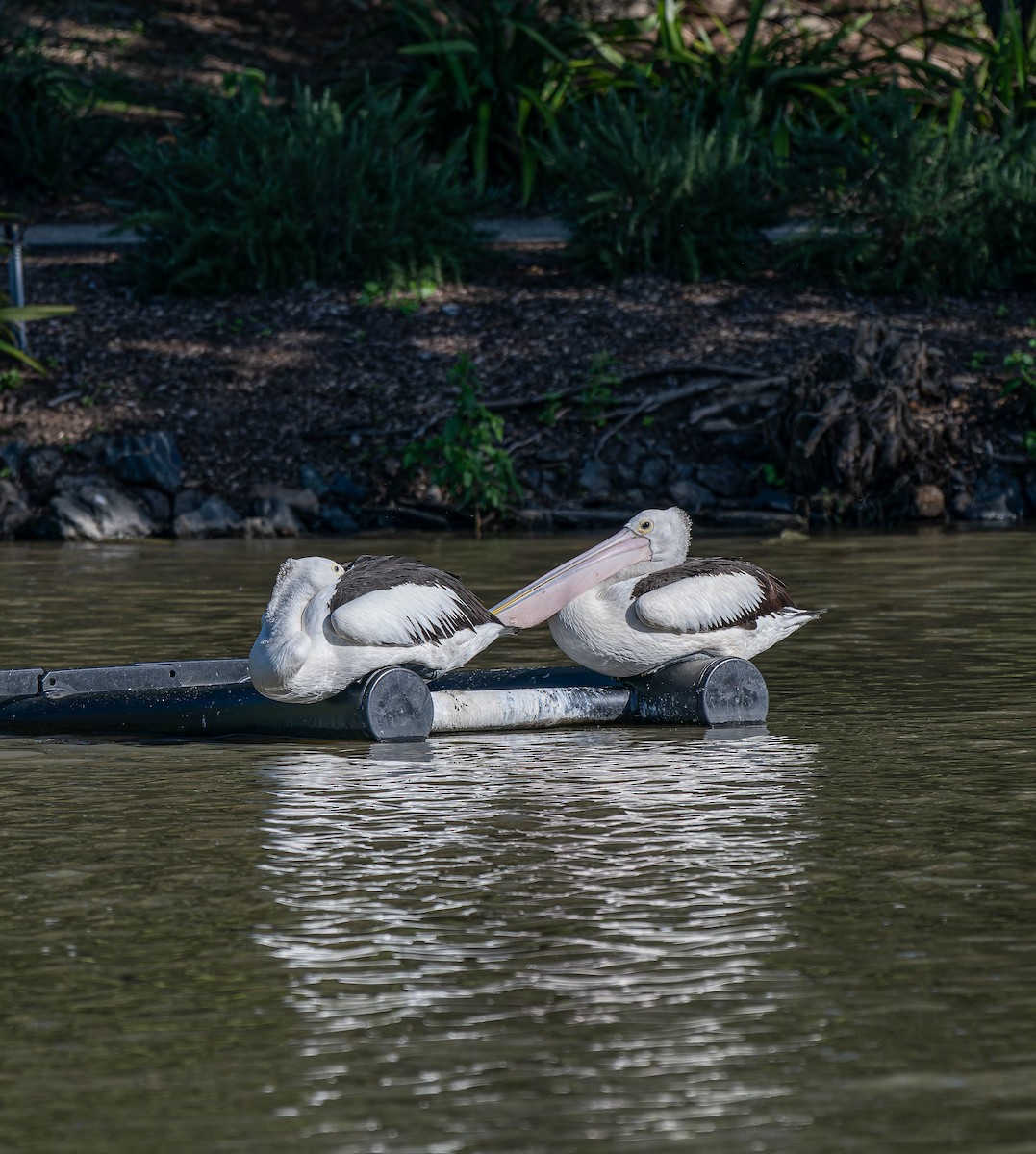Australian Pelican - ML659351237