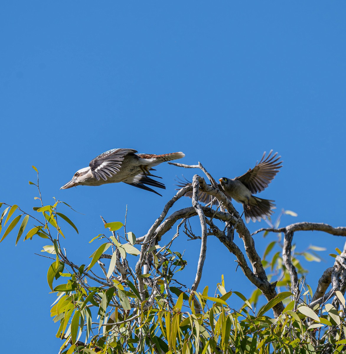 Laughing Kookaburra - ML659351255