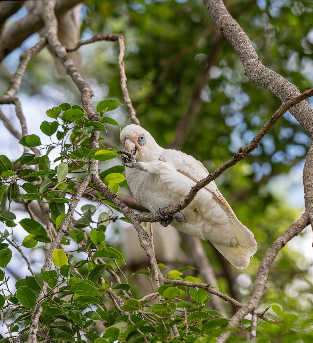 Little Corella - ML659351270