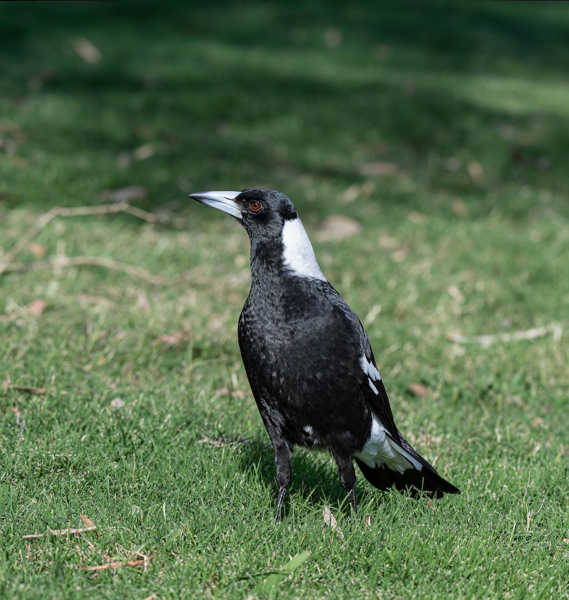 Australian Magpie - ML659351283