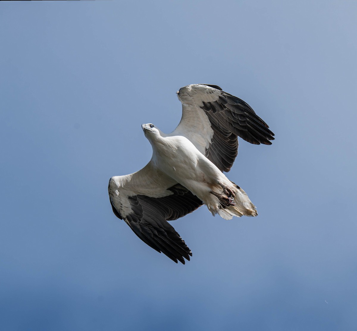 White-bellied Sea-Eagle - ML659351321