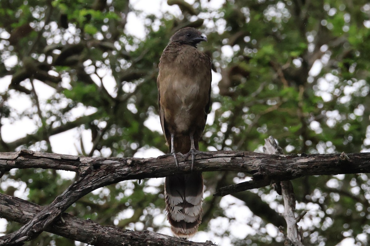 Chachalaca Norteña - ML659351500