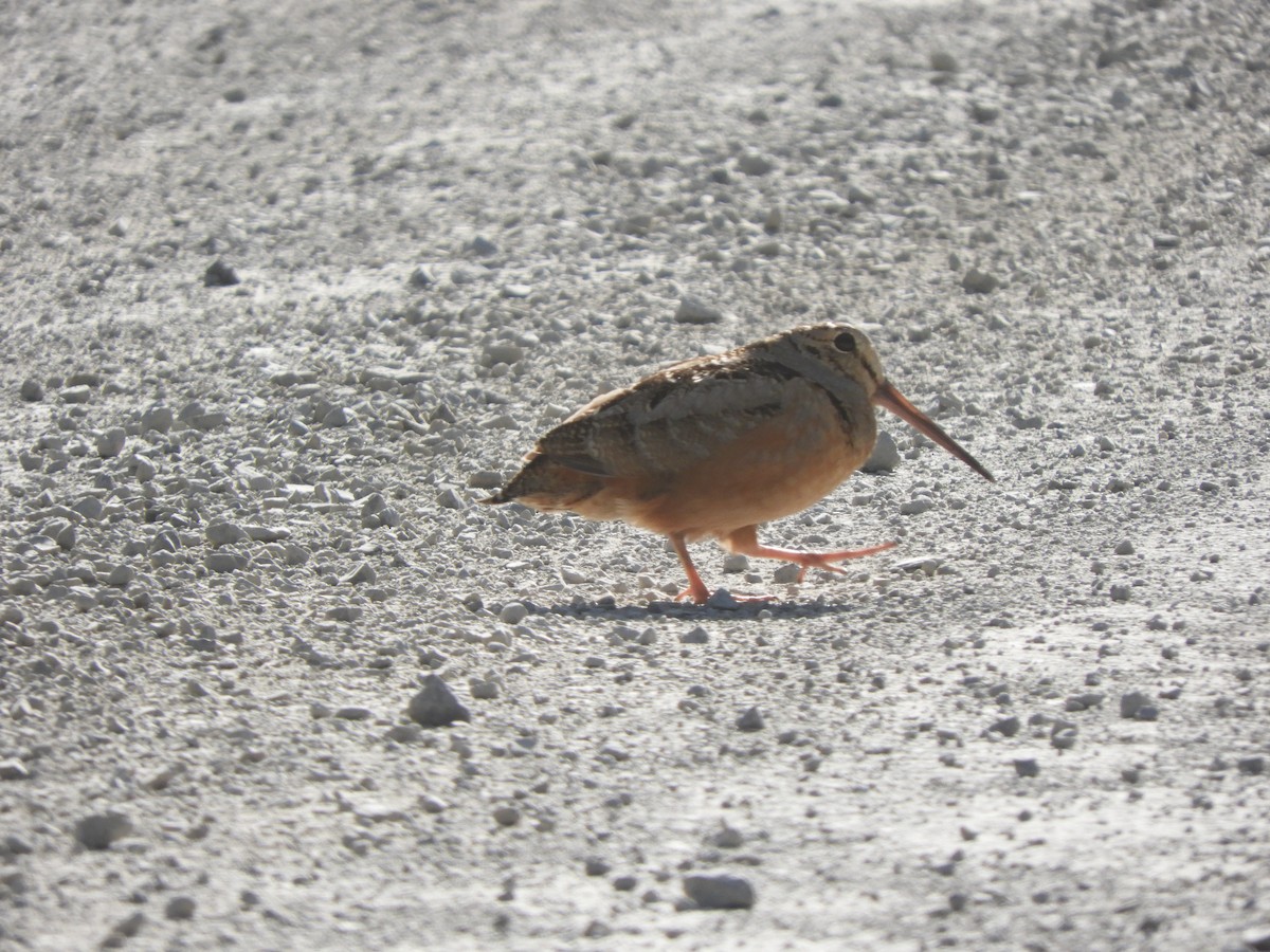 American Woodcock - ML659351589
