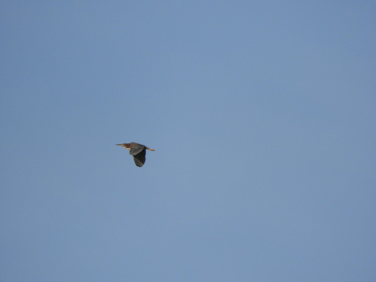 Green Heron - ML659351671