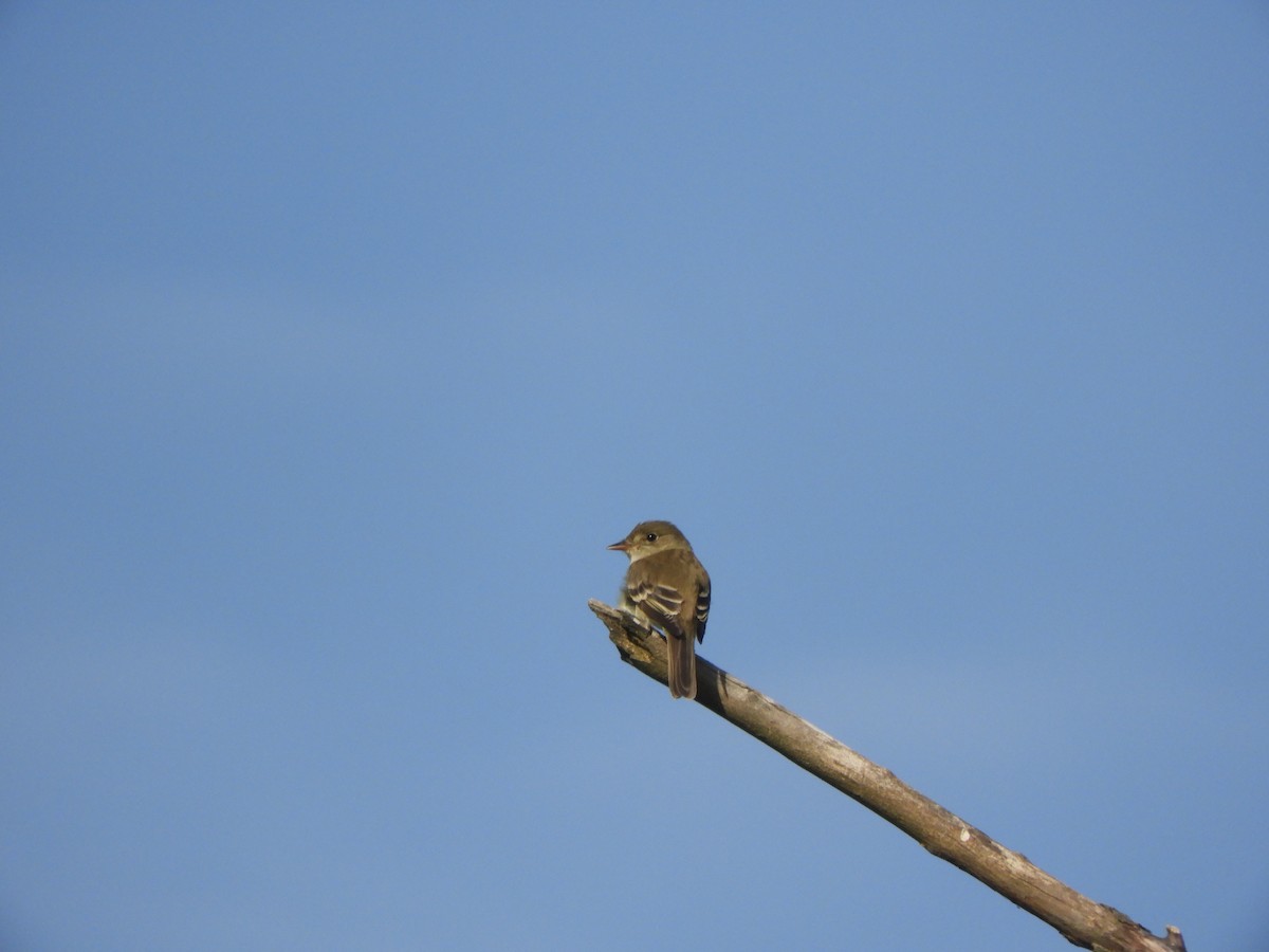 Alder Flycatcher - ML659351682