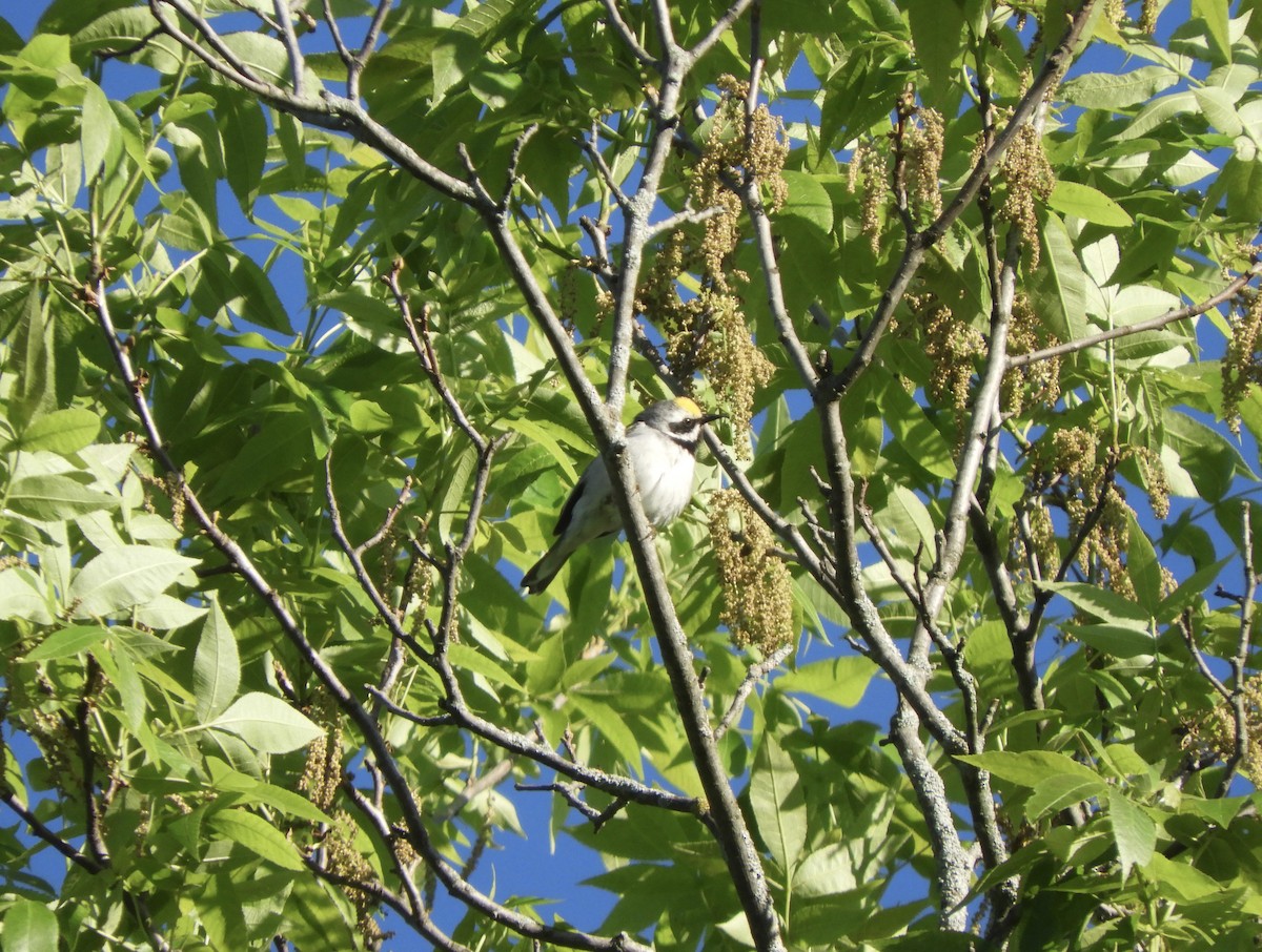 Golden-winged Warbler - ML659351755