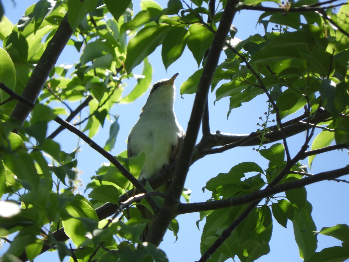 Yellow-billed Cuckoo - ML659351771