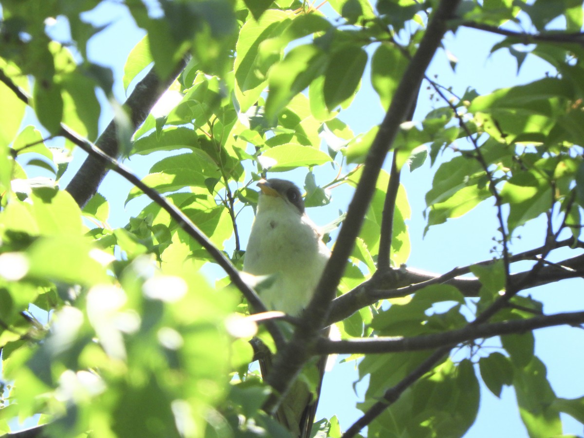 Yellow-billed Cuckoo - ML659351781