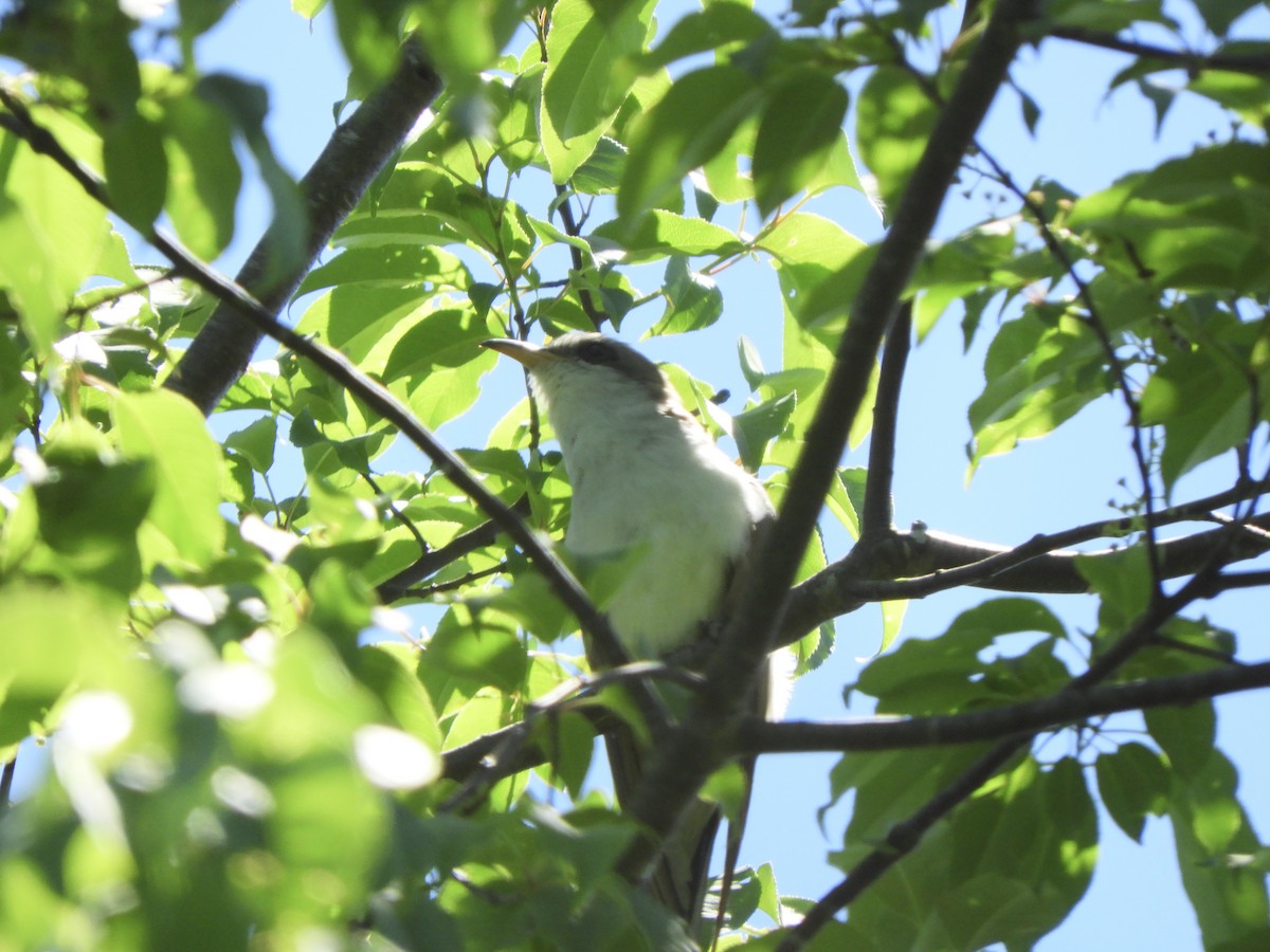 Yellow-billed Cuckoo - ML659351788