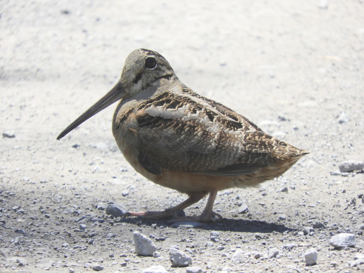 American Woodcock - ML659351804