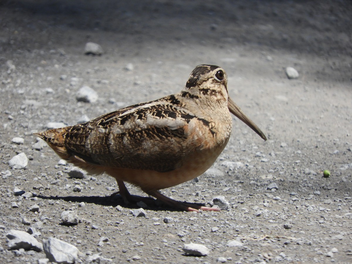 American Woodcock - ML659351807
