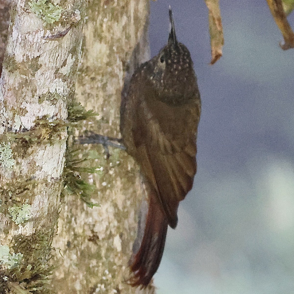 Olive-backed Woodcreeper - ML659351860