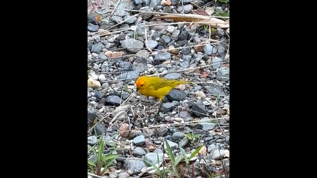 Saffron Finch - ML659351901
