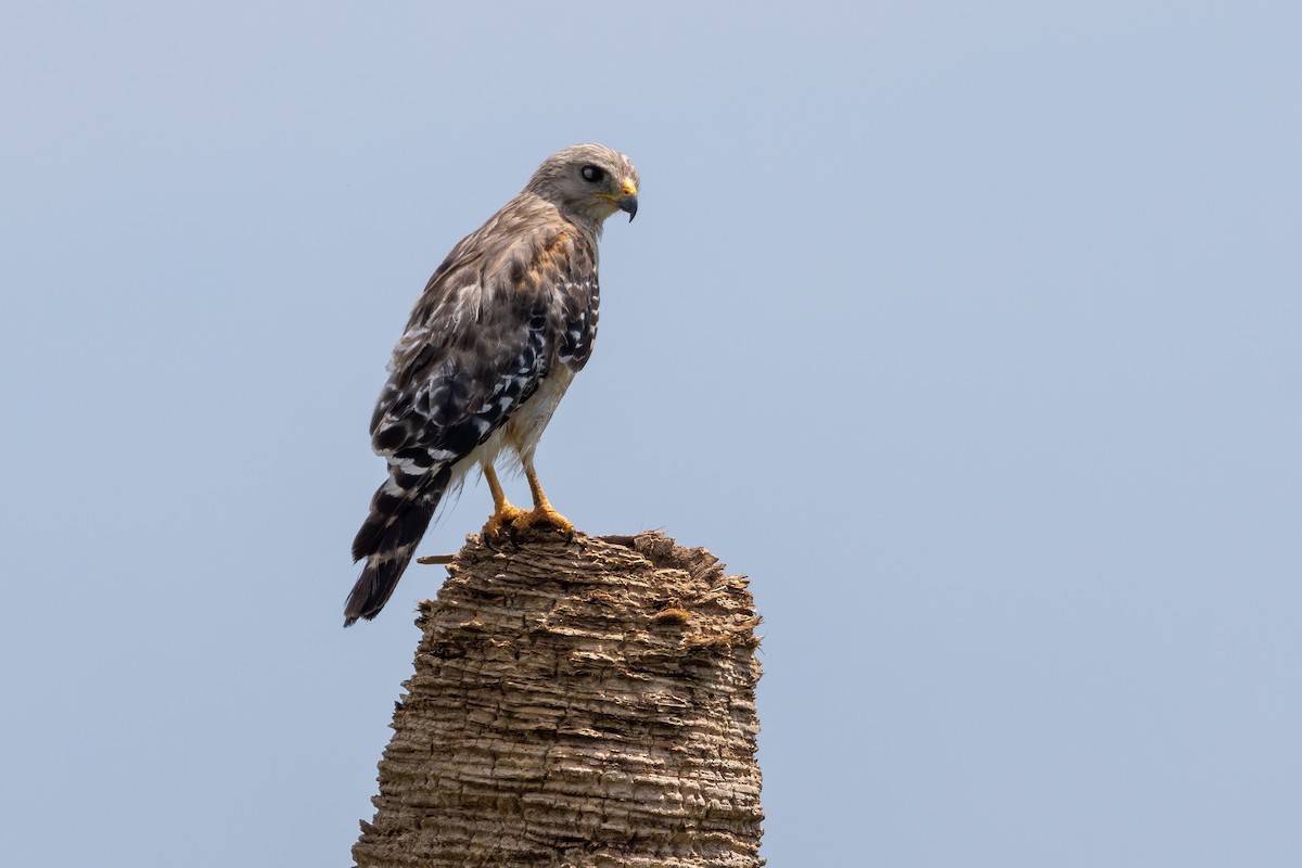 Red-shouldered Hawk (extimus) - ML659351980