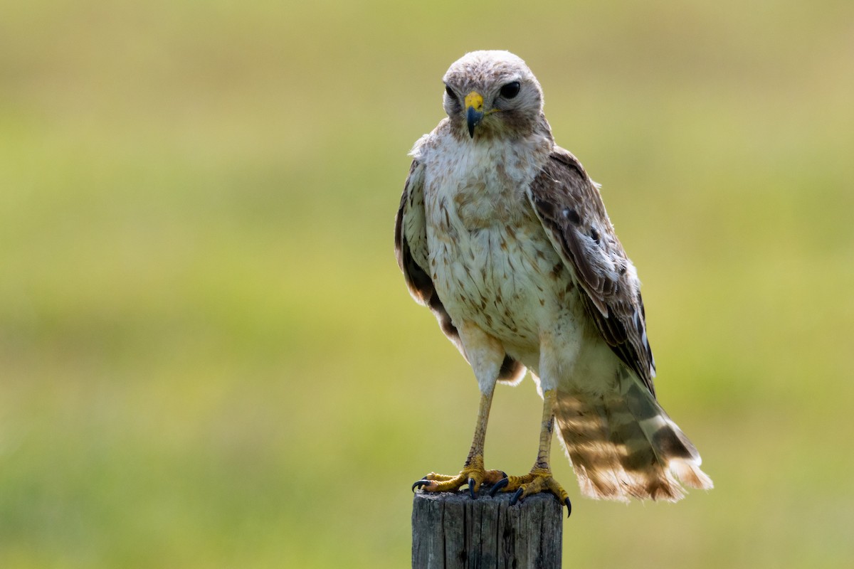Red-shouldered Hawk (extimus) - ML659352084