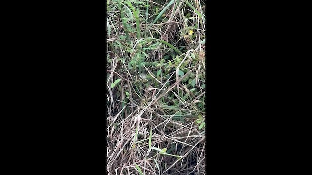 Southern Beardless-Tyrannulet - ML659352207
