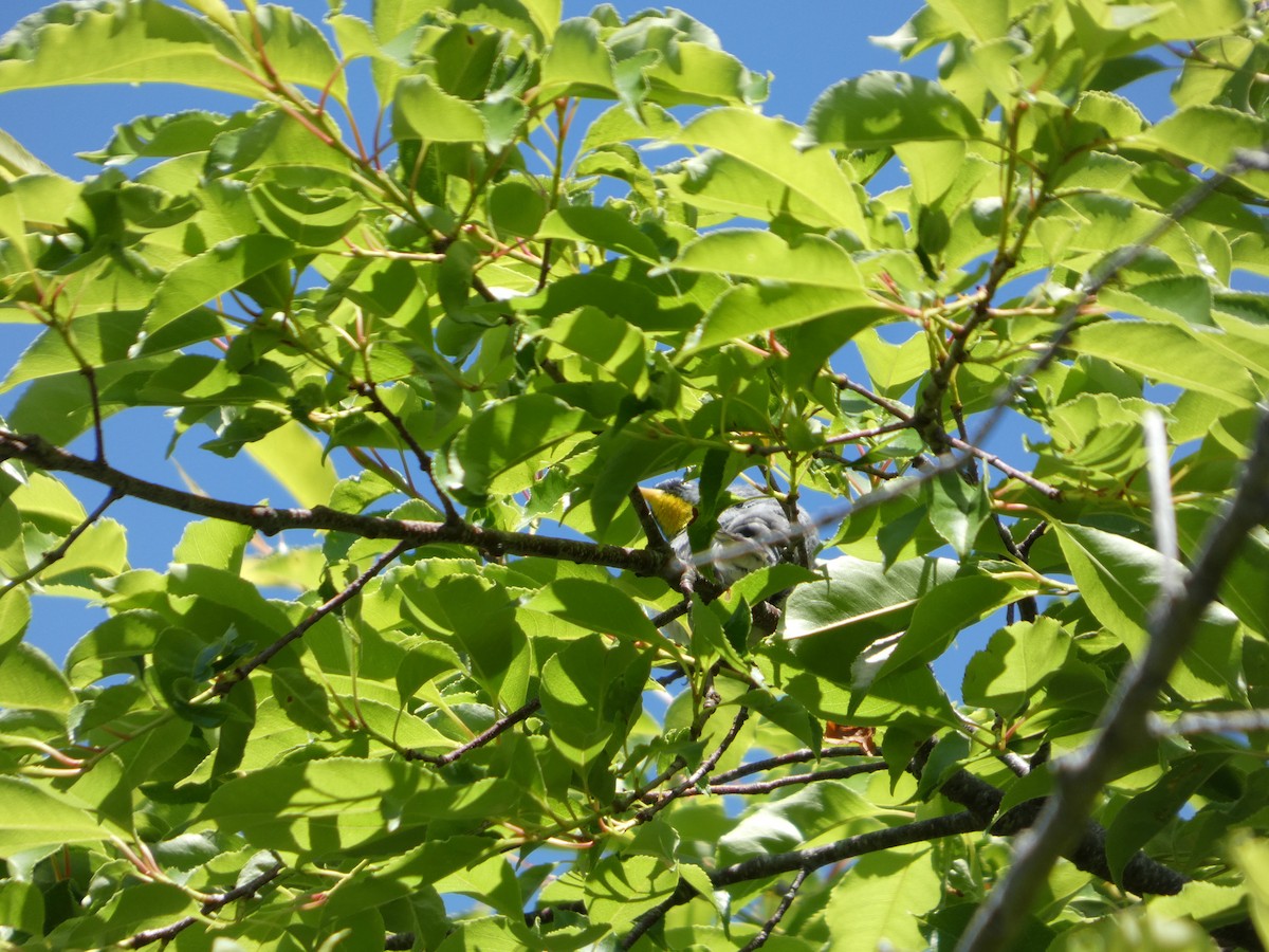 Northern Parula - ML659352237