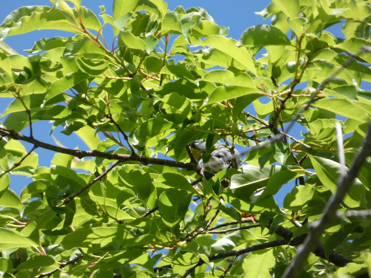 Northern Parula - ML659352238