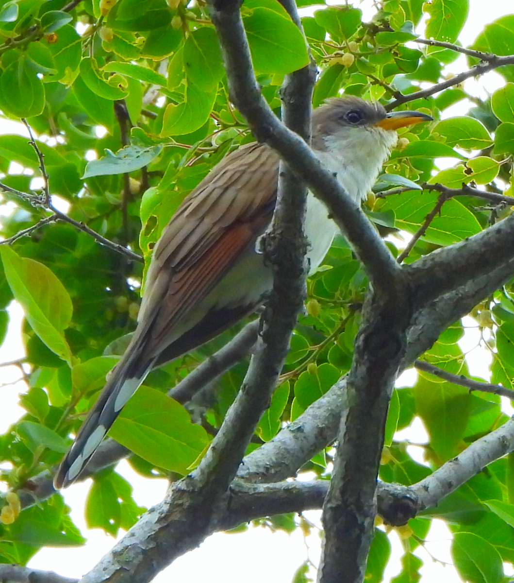 Yellow-billed Cuckoo - ML659352269