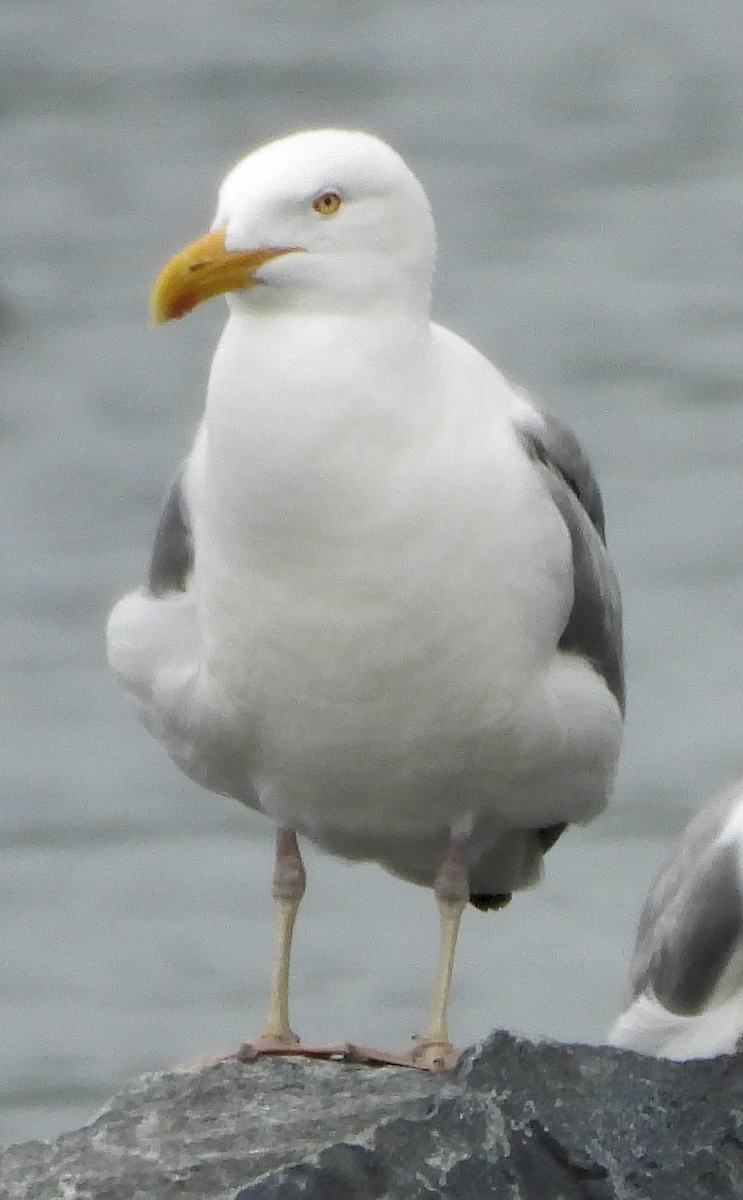 American Herring Gull - ML659352295