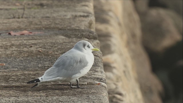 Black-legged Kittiwake - ML659352310