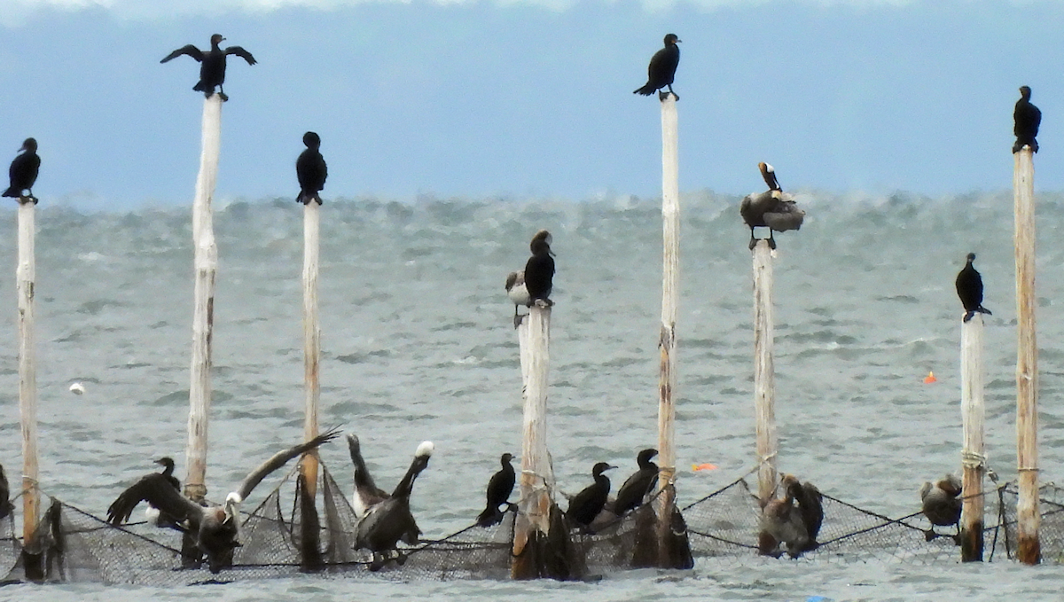 Double-crested Cormorant - ML659352311