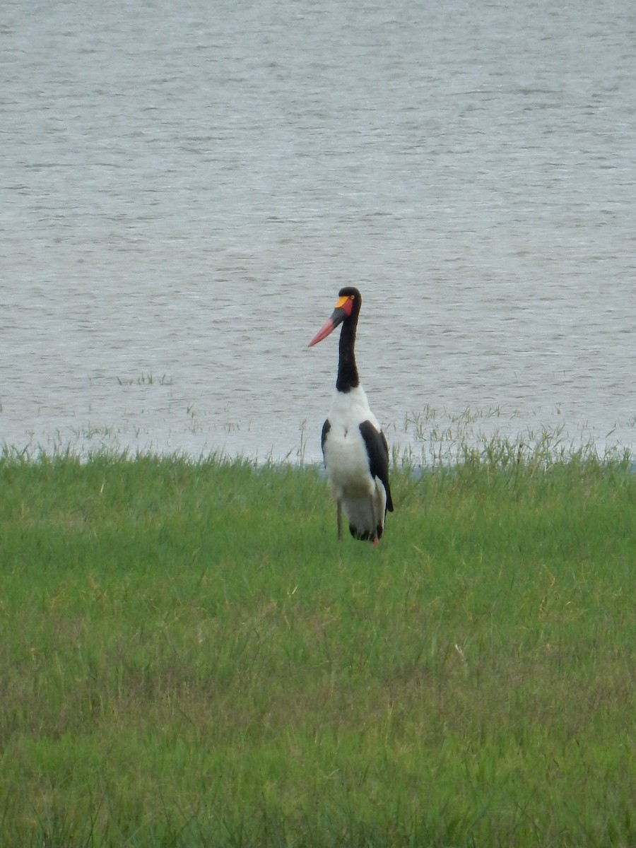 Saddle-billed Stork - ML659352317