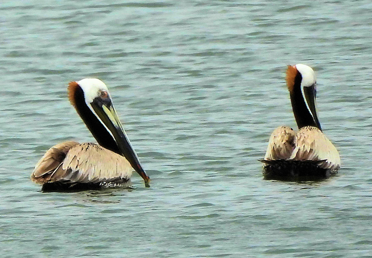 Brown Pelican - ML659352442