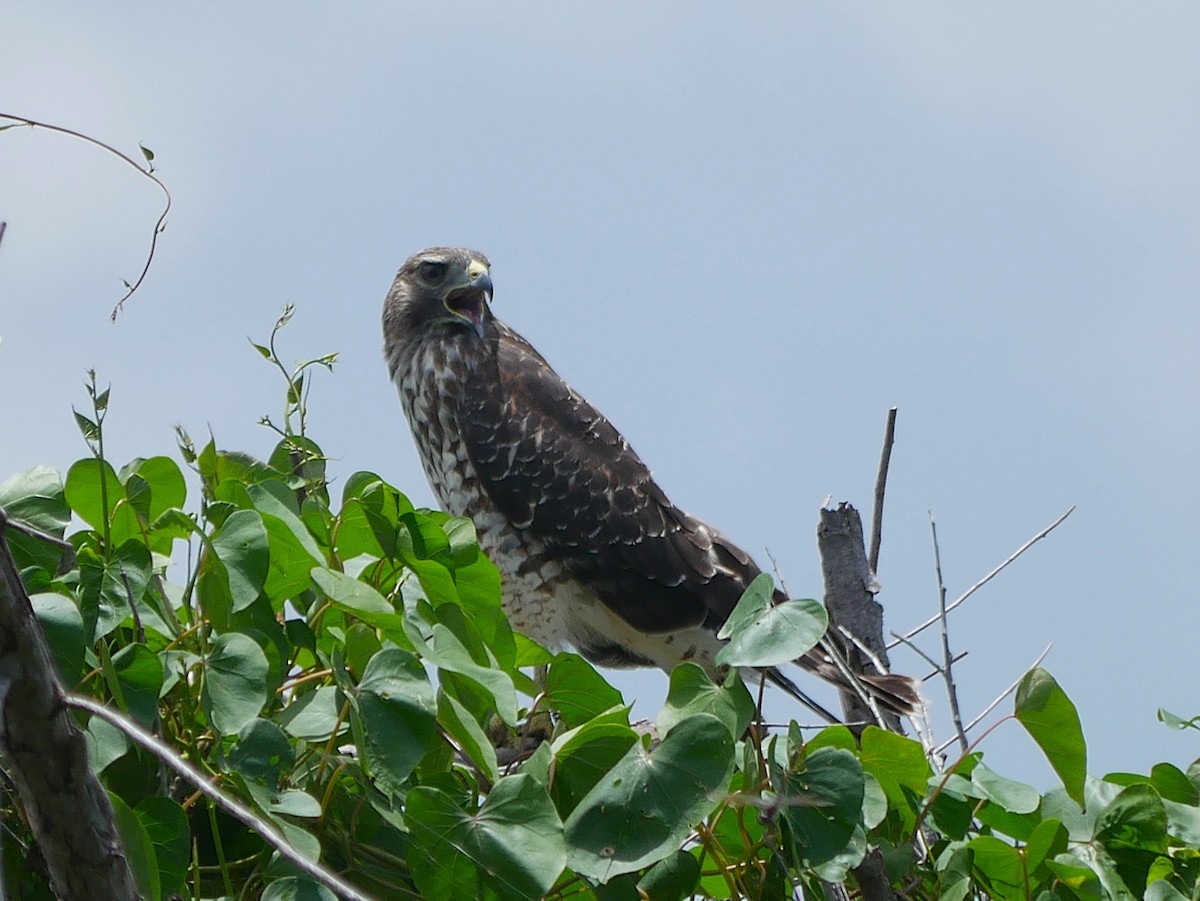 Red-shouldered Hawk - ML659352457