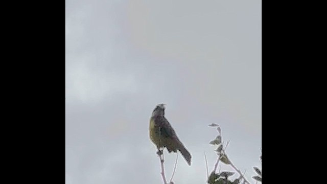 Great Kiskadee - ML659352460