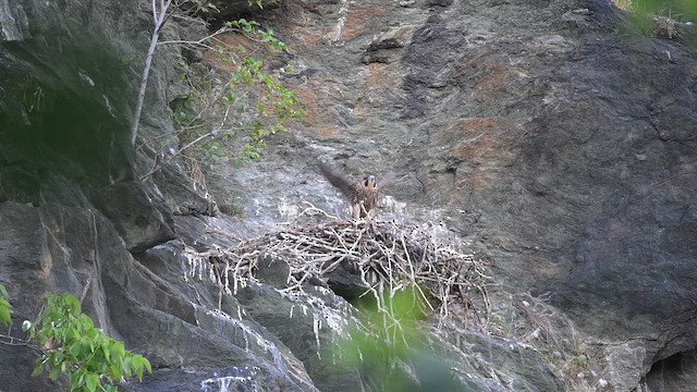 Peregrine Falcon - ML659352467