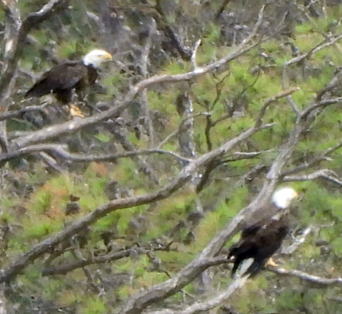 Bald Eagle - ML659352470