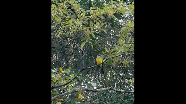 Tropical Kingbird - ML659352481