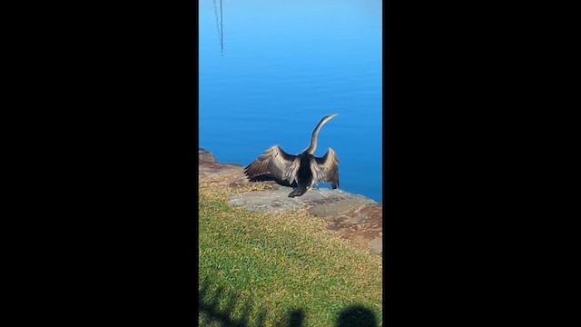 Australasian Darter - ML659352593