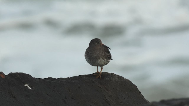 Purple Sandpiper - ML659352706