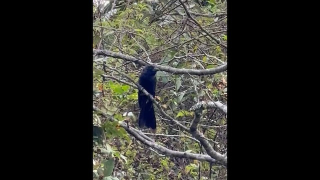 Groove-billed Ani - ML659352731
