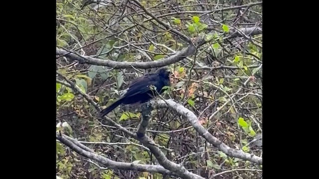 Groove-billed Ani - ML659352732
