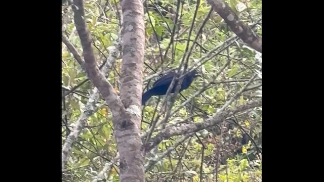 Groove-billed Ani - ML659352733
