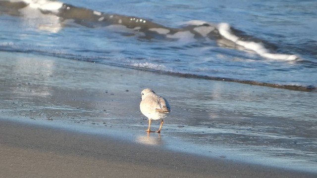 Piping Plover - ML659352794