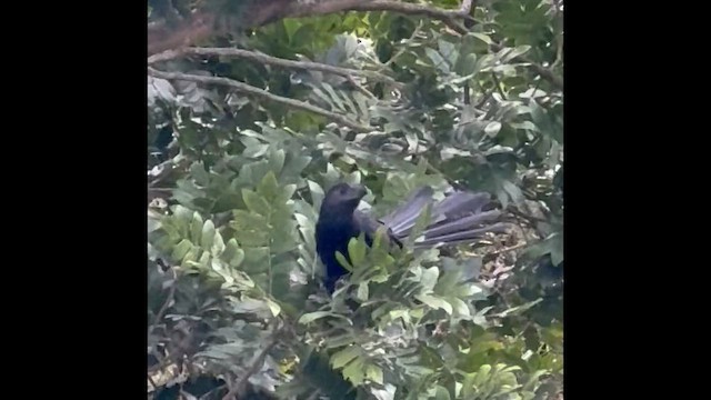 Groove-billed Ani - ML659352796